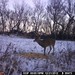 Hanke's Hunts Kansas Game Camera Photo