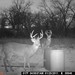 Hanke's Hunts Kansas Game Camera Photo