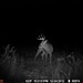 Hanke's Hunts Kansas Game Camera Photo