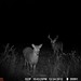 Hanke's Hunts Kansas Game Camera Photo