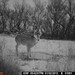 Hanke's Hunts Kansas Game Camera Photo