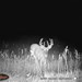 Hanke's Hunts Kansas Game Camera Photo