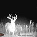 Hanke's Hunts Kansas Game Camera Photo