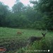 Hanke's Hunts Kansas Game Camera Photo