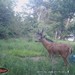 Hanke's Hunts Kansas Game Camera Photo