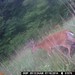 Hanke's Hunts Kansas Game Camera Photo
