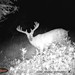 Hanke's Hunts Kansas Game Camera Photo