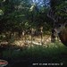 Hanke's Hunts Kansas Game Camera Photo