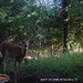 Hanke's Hunts Kansas Game Camera Photo