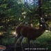 Hanke's Hunts Kansas Game Camera Photo