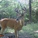 Hanke's Hunts Kansas Game Camera Photo