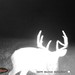 Hanke's Hunts Kansas Game Camera Photo