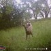 Hanke's Hunts Kansas Game Camera Photo