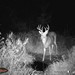 Hanke's Hunts Kansas Game Camera Photo