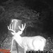 Hanke's Hunts Kansas Game Camera Photo