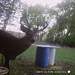 Hanke's Hunts Kansas Game Camera Photo