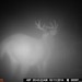 Hanke's Hunts Kansas Game Camera Photo