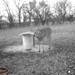 Hanke's Hunts Kansas Game Camera Photo