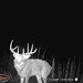 Hanke's Hunts Kansas Game Camera Photo