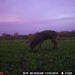 Hanke's Hunts Kansas Game Camera Photo