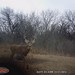 Hanke's Hunts Kansas Game Camera Photo