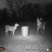 Hanke's Hunts Kansas Game Camera Photo