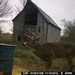 Hanke's Hunts Kansas Game Camera Photo
