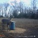Hanke's Hunts Kansas Game Camera Photo
