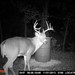 Hanke's Hunts Kansas Game Camera Photo