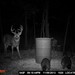 Hanke's Hunts Kansas Game Camera Photo