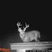 Hanke's Hunts Kansas Game Camera Photo