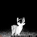 Hanke's Hunts Kansas Game Camera Photo
