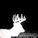 Hanke's Hunts Kansas Game Camera Photo