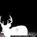 Hanke's Hunts Kansas Game Camera Photo