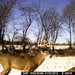 Hanke's Hunts Kansas Game Camera Photo