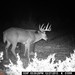 Hanke's Hunts Kansas Game Camera Photo
