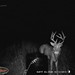 Hanke's Hunts Kansas Game Camera Photo