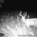 Hanke's Hunts Kansas Game Camera Photo