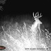 Hanke's Hunts Kansas Game Camera Photo