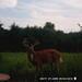Hanke's Hunts Kansas Game Camera Photo