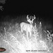 Hanke's Hunts Kansas Game Camera Photo