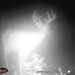 Hanke's Hunts Kansas Game Camera Photo