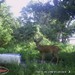 Hanke's Hunts Kansas Game Camera Photo