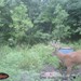 Hanke's Hunts Kansas Game Camera Photo