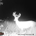 Hanke's Hunts Kansas Game Camera Photo