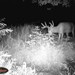 Hanke's Hunts Kansas Game Camera Photo