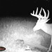 Hanke's Hunts Kansas Game Camera Photo
