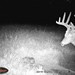 Hanke's Hunts Kansas Game Camera Photo