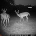 Hanke's Hunts Kansas Game Camera Photo
