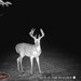 Hanke's Hunts Kansas Game Camera Photo